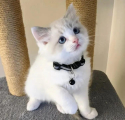 Adorable Home Raised Ragdoll Kittens