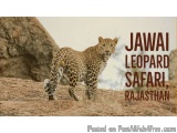 The image is a photograph of a leopard walking on a rocky terrain. The leopard is facing the camera and appears to be in moti...