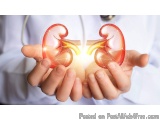 The image shows a pair of hands holding a pair in the shape of a human kidney. The hands are cupped together and the kidneys...