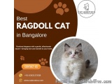 🐾 Best Ragdoll Cat In Bangalore – Catexotica 🐾