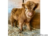 The image is of a small brown calf standing in a wooden barn. The calf is facing the camera and is looking directly at the ca...