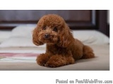 Healthy active Poodle Puppies For Sale..8307797664