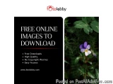 Free Online Images to Download