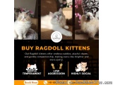Buy Ragdoll Kittens in Bangalore | Ragdoll Cat Sale in Bangalore