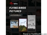 Flying Birds Pictures