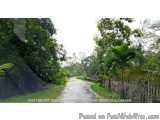 The image shows a dirt road winding through a lush green forest. The road is surrounded by tall trees and palm trees on both...