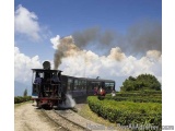 The image shows a steam train traveling through a tea plantation. The train is black and red in color and is traveling on a r...