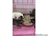 The image shows a group of four small dogs in a pink cage. There are three dogs in the image - a white French Bulldog, a blac...