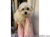 The image shows a small white dog, possibly a Maltese, wrapped in a pink blanket. The dog is looking directly at the camera w...