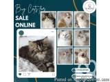 Buy Cats for Sale Online in Bangalore | Buy Kittens in Bangalore