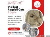 Best Ragdoll Cat in Bangalore | Kittens in Bangalore