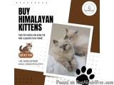 Buy Himalayan Kittens in Bangalore | Himalayan Kittens for Sale in Bangalore