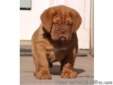The image is of a small brown puppy standing on a concrete floor. The puppy appears to be a Mastiff or a similar breed. It ha...