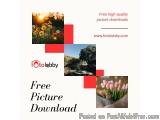 Free Picture Download