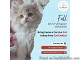 Buy Persian Cat in Bangalore | Buy Persian Kittens in Bangalore