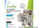 Himalayan Cats for Sale in Bangalore | Himalayan Cat in Bangalore