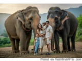 The image shows a family of four posing with two large elephants in a field. The family consists of a man, a woman, and two y...