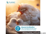 Improving Gut Health in Poultry: Strengthening Mucosal Immunity for Better Performance