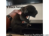 The image shows a small black puppy being held by a person's hand. The puppy appears to be a French Bulldog or a similar bree...