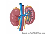 The image is a cross-section of the human kidney and the blood vessels. The kidney is shown in the left side of the image, wi...