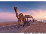 The image shows a camel walking on a deserted road in the desert. The camel is wearing a colorful outfit and is leading a car...