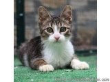 The image is a close-up of a cat lying on a green carpet. The cat is a tabby with brown and white fur, and its eyes are looki...