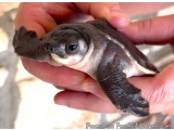 The image shows a person holding a small baby sea turtle in their hands. The turtle appears to be a baby, with a dark brown s...