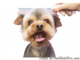 Dog Grooming Service in Bangalore  - ThePetNest