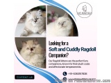 Ragdoll Cat for Sale in Bangalore | Ragdoll Cat in Bangalore