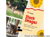 Stock Images