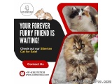 Siberian Cat for Sale in Bangalore | Buy Siberian Cat in Bangalore
