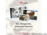 All Domestic Animals Images