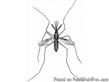 Best Flies And Mosquitoes Control Services In Ghansoli