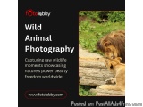 Wild Animal Photography