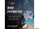 Bird Flying Pic