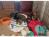 Gorgeous ShihTzu & Toy Poodles Pups *ShihPoo's