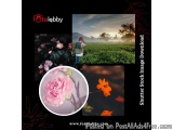 Shutter Stock Image Download