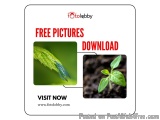Free Pictures Download