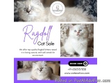 Ragdoll Cat Sale in Bangalore | Best Ragdoll Cat in Bangalore