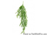 The image is of a bunch of green leaves hanging from a long stem. The leaves are long and slender, with a pointed tip at the...