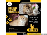 Siberian Kitten in Bangalore | Siberian Kittens for Sale in Bangalore