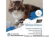 Buy Siberian Kittens in Bangalore | Best Kittens in Bangalore