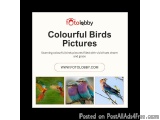 Colourful Birds Pictures
