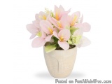The image is of a small potted plant with pink flowers. The pot is made of a light-colored material, possibly ceramic or cera...