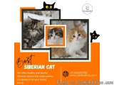 Best Siberian Cat in Bangalore | Siberian Kitten in Bangalore