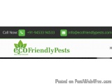 Pest Control Services In Mumbai – 100% Hygienic & Eco-friendly |...