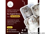 Buy Ragdoll Kittens in Bangalore | Ragdoll Cat in Bangalore