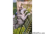 The image shows a Siberian Husky dog standing on its hind legs with its front paws stretched out in front of it. The dog is g...