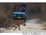 The image shows a tiger walking on a dirt road in a forested area. The tiger is walking towards the right side of the image,...