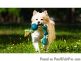 Dog Boarding In Sector 45 Gurugram For Short & Long Stays